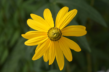 Image showing Cutleaf coneflower