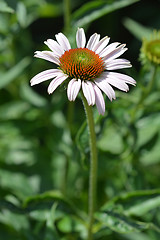 Image showing Pink coneflower