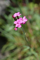 Image showing Croatian pink