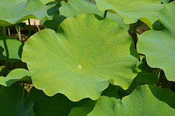 Image showing Green leaf