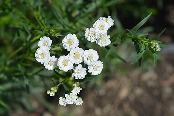 Image showing White tansy