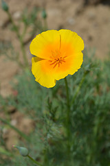 Image showing Golden poppy flower