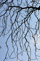 Image showing Tree branches