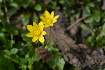 Image showing Lesser celandine