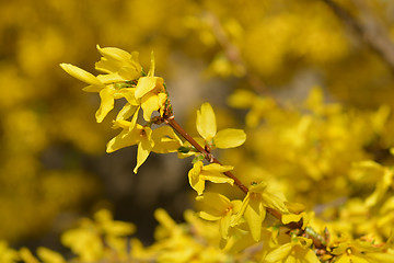 Image showing Yellow forsythia flowers