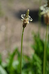 Image showing Ribwort plantain