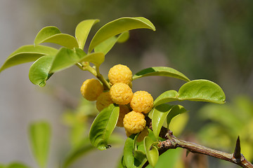 Image showing Cockspur thorn