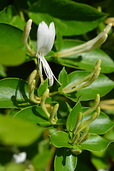 Image showing Japanese honeysuckle