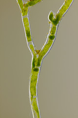 Image showing Microscopic view of green algae (Cladophora) forked branch