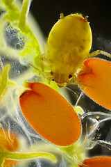 Image showing Microscopic view of female Aphid on shepherd's purse (Capsella b