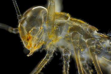 Image showing Microscopic view of mayfly larva (naiad, nymph) empty skin