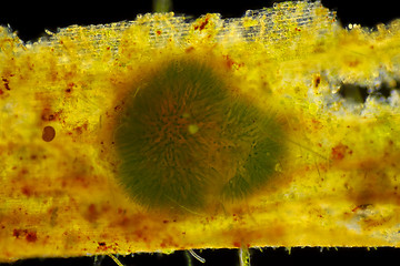 Image showing Spherical colony of cyanobacteria (Gleotrichia, blue-green algae