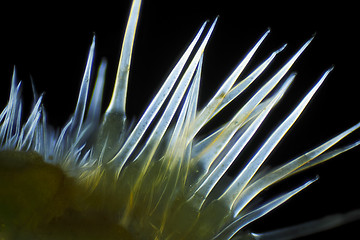 Image showing Microscopic view of Common nettle (Urtica dioica) defensive hair