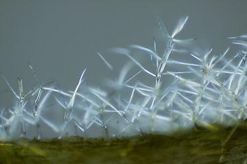 Image showing Microscopic view of Common mullein (Verbascum thapsus) trichomes