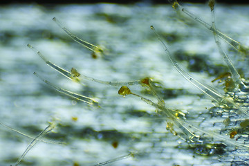 Image showing Microscopic view of Garden geranium (Pelargonium x hortorum) tri