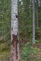 Image showing Spruce tree destroyed by insects