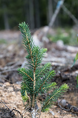 Image showing Spruce plant newly planted