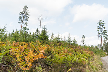 Image showing Colorful forest landscape