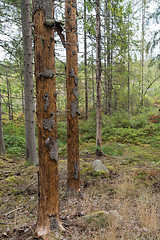 Image showing Spruce trees damaged by insects