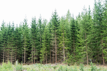 Image showing Lush spruce tree forest