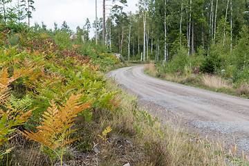 Image showing Colorful roadside in the forest