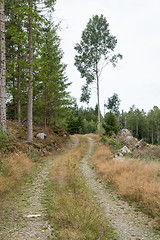 Image showing Winding forest dirt road