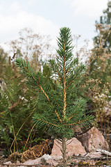 Image showing Growing young spruce plant