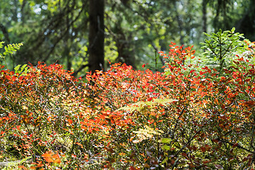 Image showing Colorful blueberry twigs