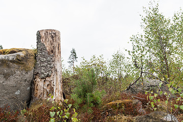 Image showing Old tree stump by a rock