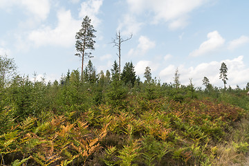 Image showing Colorful bracken plants in the forest