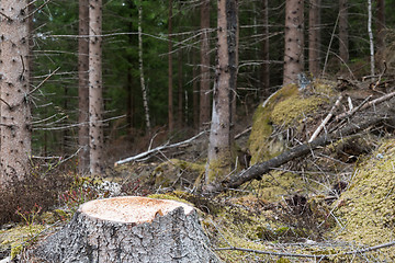 Image showing Newly cut spruce tree stump