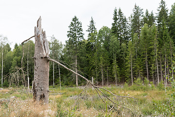 Image showing Broken high tree stump