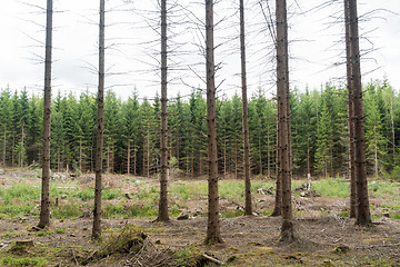 Image showing Spruce tree forest in different ages