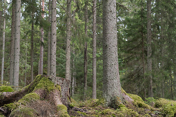 Image showing Mossy tree stump