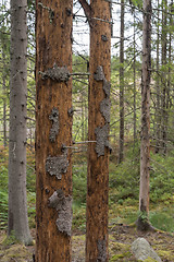 Image showing Damaged spruce trees