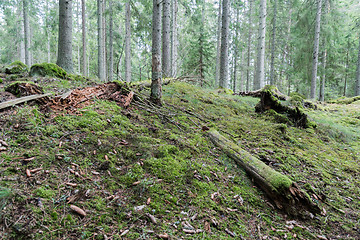 Image showing Old mossy forest ground