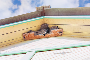 Image showing Swallows Grow Chicks In Nests Under The Roof Of A Village House