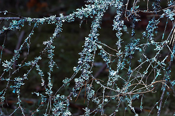 Image showing Natural Forest Background With Blue Lichen On Tree Branches