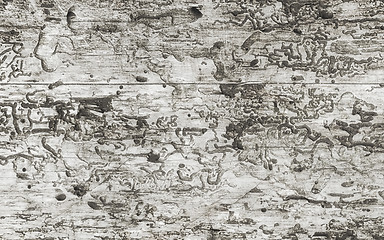 Image showing Tracks of Bark Beetles On An Old Monochrome Wooden Background