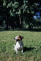 Image showing Funny dog sitting in park