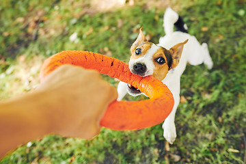 Image showing Crop hand playing with dog