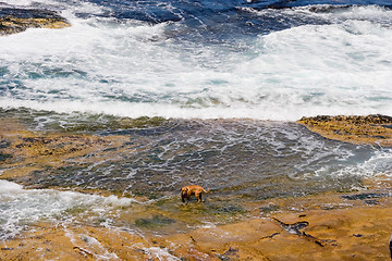 Image showing Dog on the Rocks