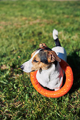 Image showing Adorable dog with toy on grass