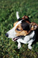 Image showing Funny dog sitting in park