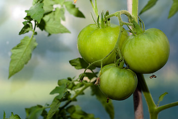 Image showing Tomatoes On The Vine