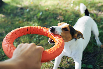 Image showing Crop hand playing with dog