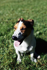 Image showing Funny dog sitting in park