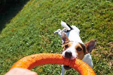 Image showing Crop hand playing with dog