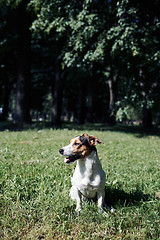 Image showing Funny dog sitting in park