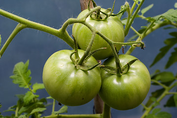 Image showing Tomatoes On The Vine